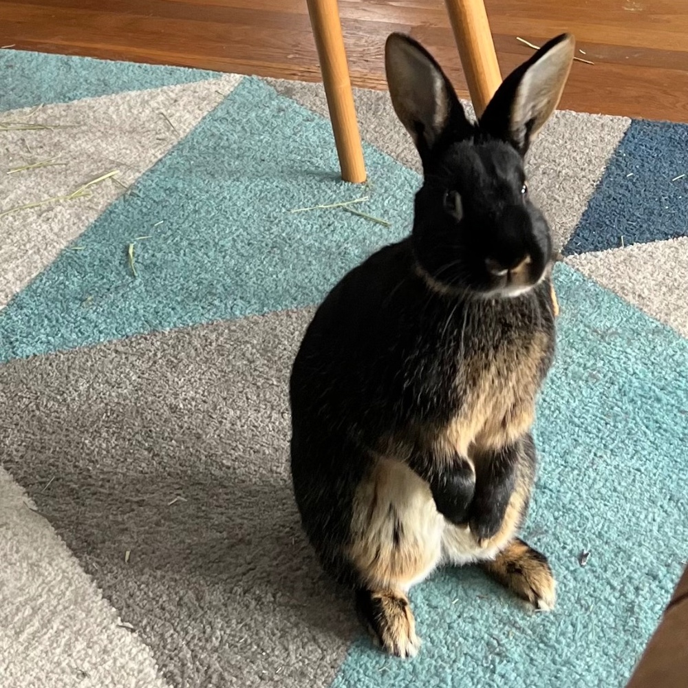 Meet your Posher, Holly